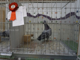 XIV Concurso Exposición de Palomas de Raza en Mula 2024